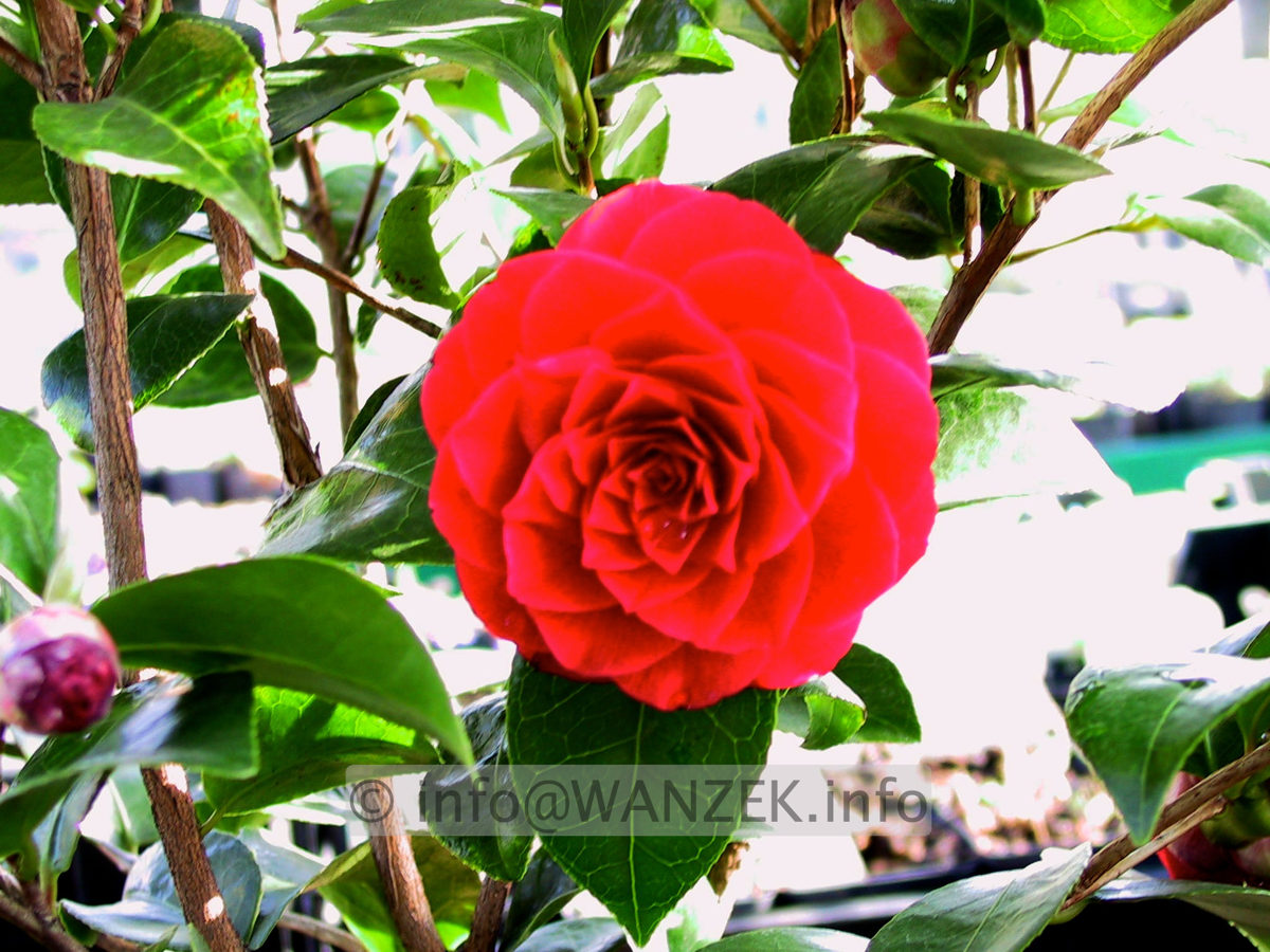 Camellia reticulata Black Lace.JPG